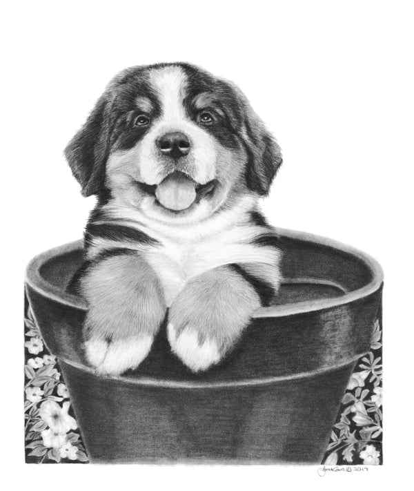 Bernese Mountain Dog