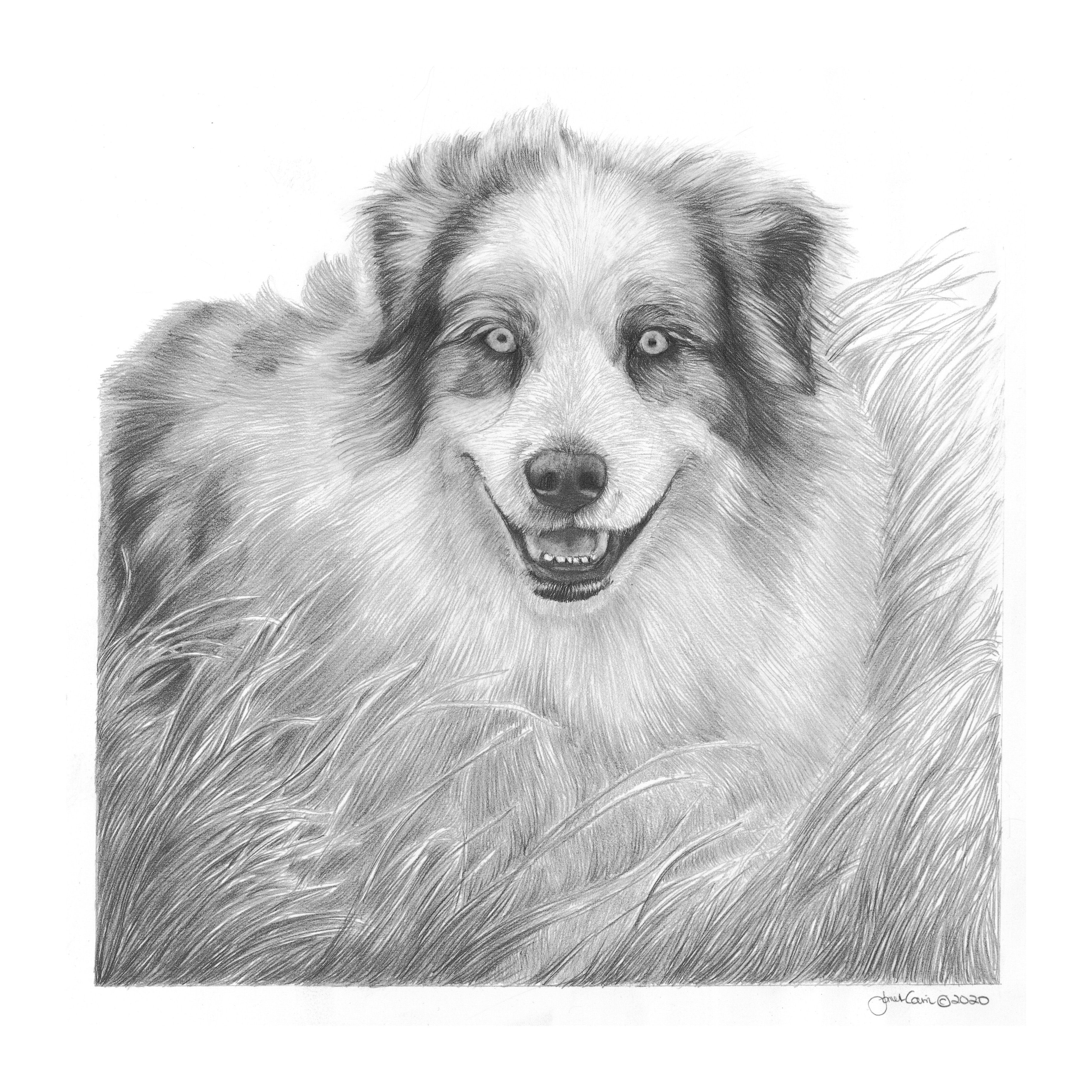 Australian Shepherd