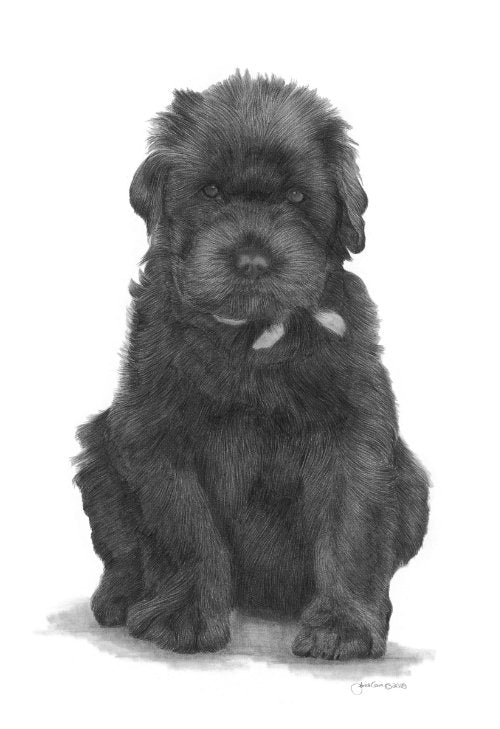 Black Russian Terrier