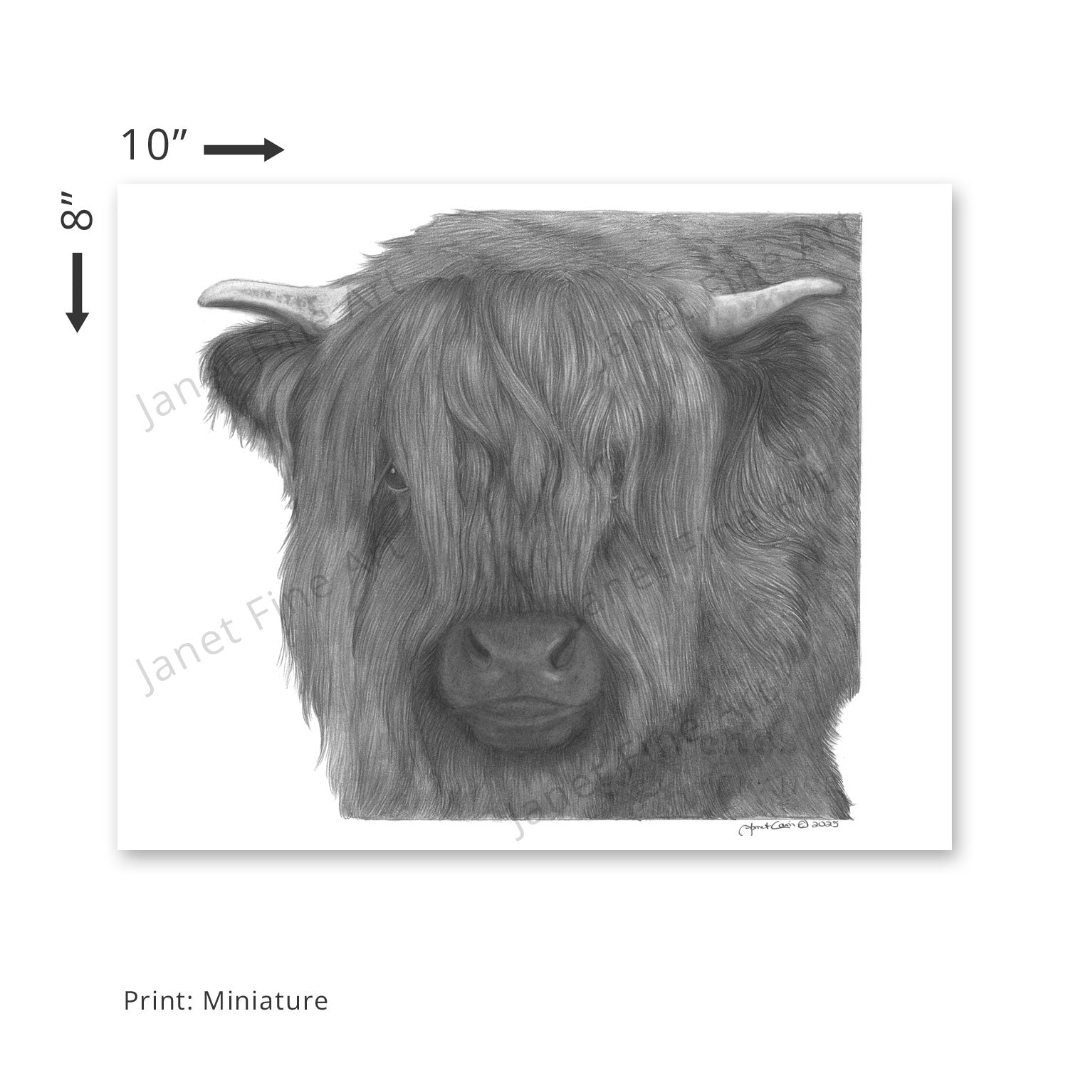 The Bonnie Highland Cow