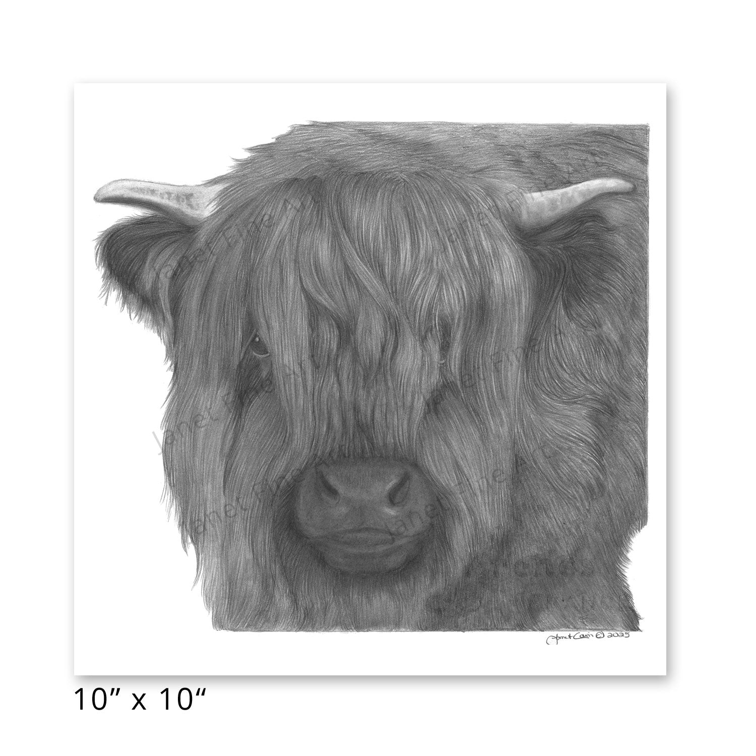 The Bonnie Highland Cow