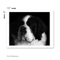 Saint Bernard Illusion
