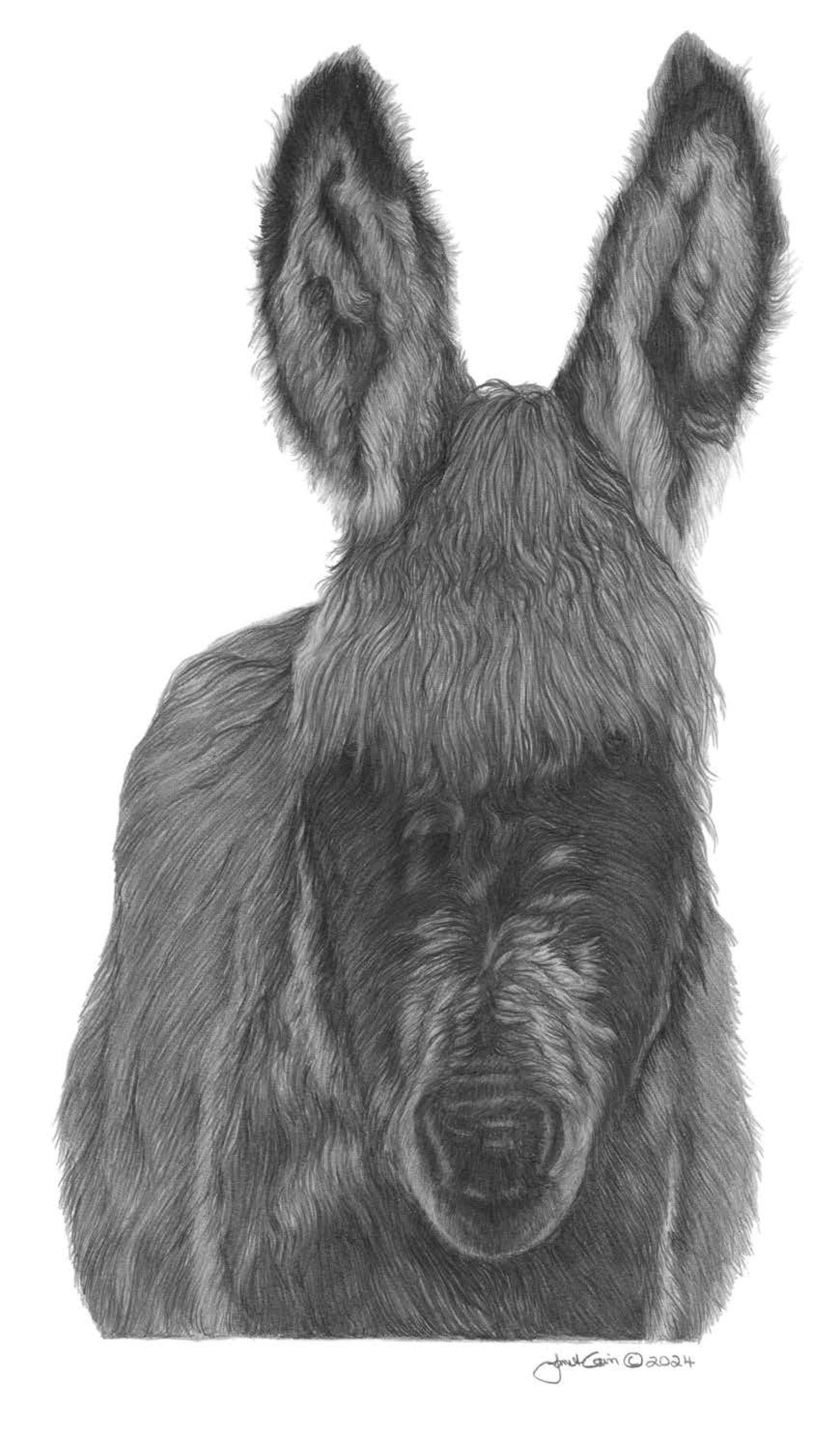 "I Love Donkeys" PRINTS and NOTE CARDS