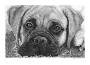 "Full of Wonder"  MINIATURE - Bullmastiff