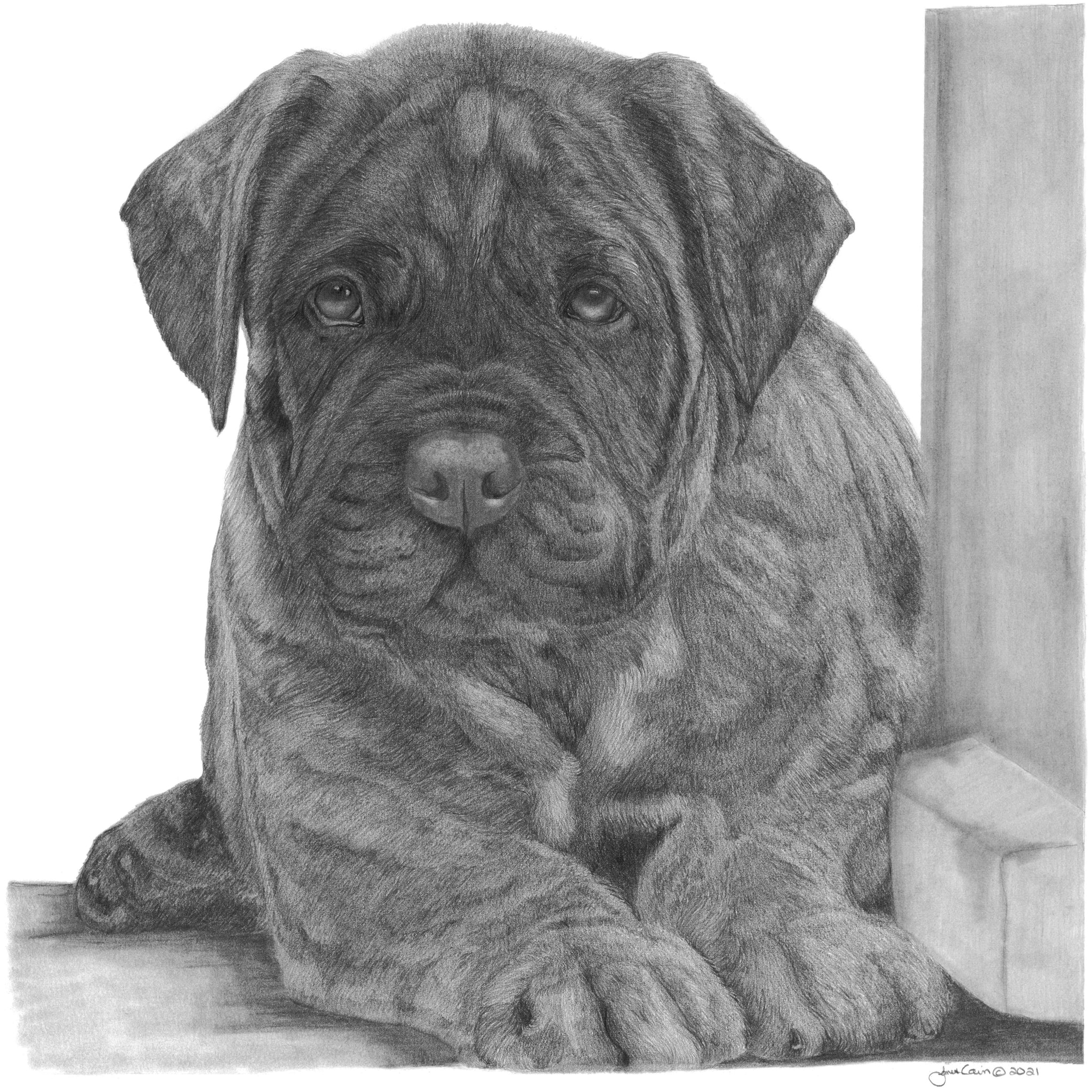 "I've Got This"  MINIATURE - Bullmastiff