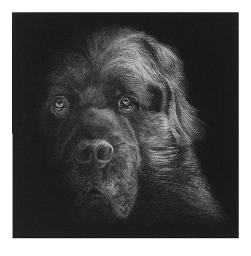 "Illusion"  (Newfoundland) MINIATURE