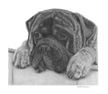 "Inquisitive" Bullmastiff MINIATURE