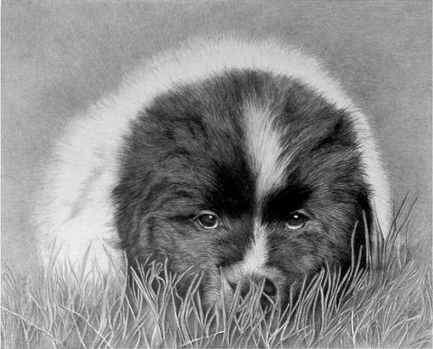 "Little One" MINIATURE - Newfoundland