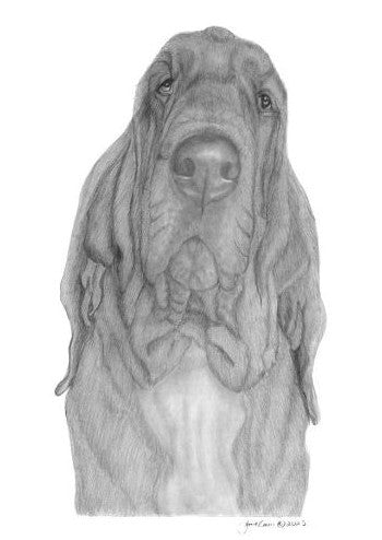 "Lucy" MINIATURE Bloodhound