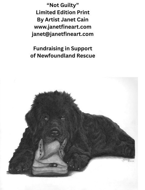 "Not Guilty" NOTE CARDS - Newfoundland