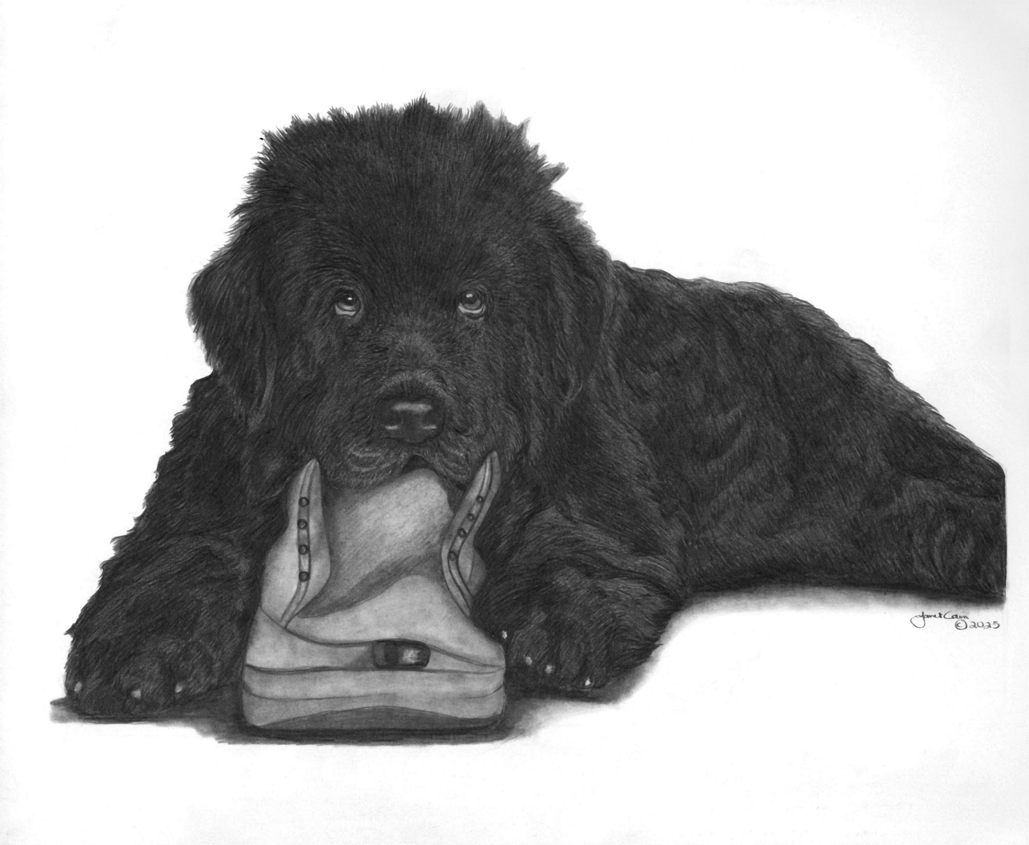 "Not Guilty" LIMITED EDITION PRINTS - Newfoundland