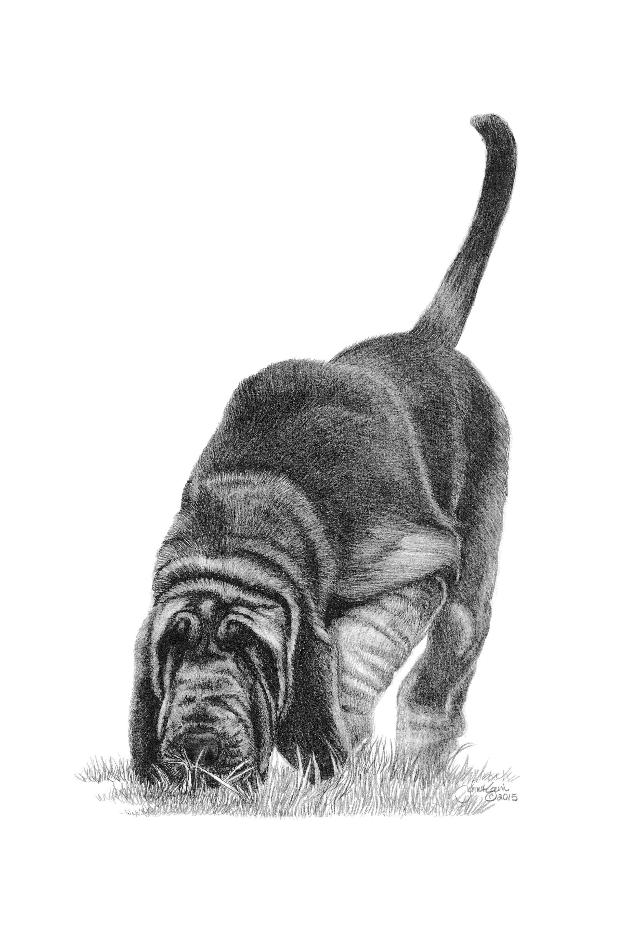 "Puppy Trailing" Bloodhound MINIATURE