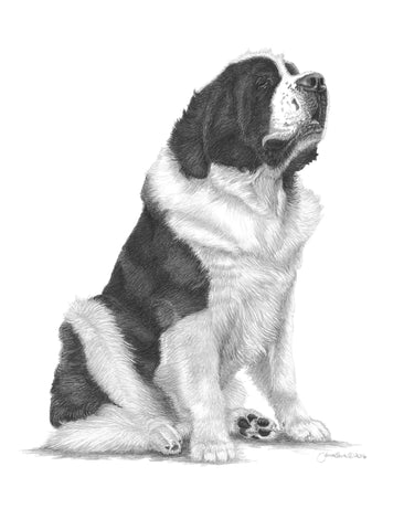 "Regal"  MINIATURE - Saint Bernard