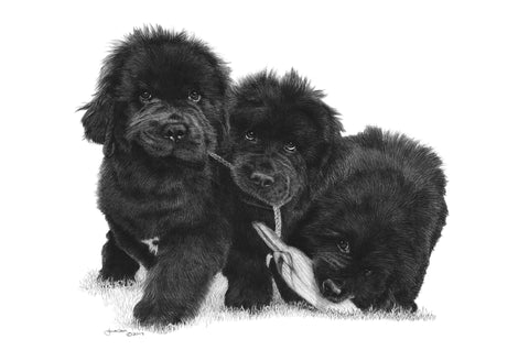 "Tug of War" MINIATURE - Newfoundland