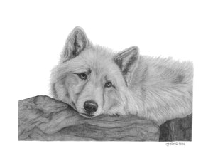 Prints for "Random Act Of Kindness" Supporting Wildlife Sanctuaries "Watchful Gaze" (Wolf)