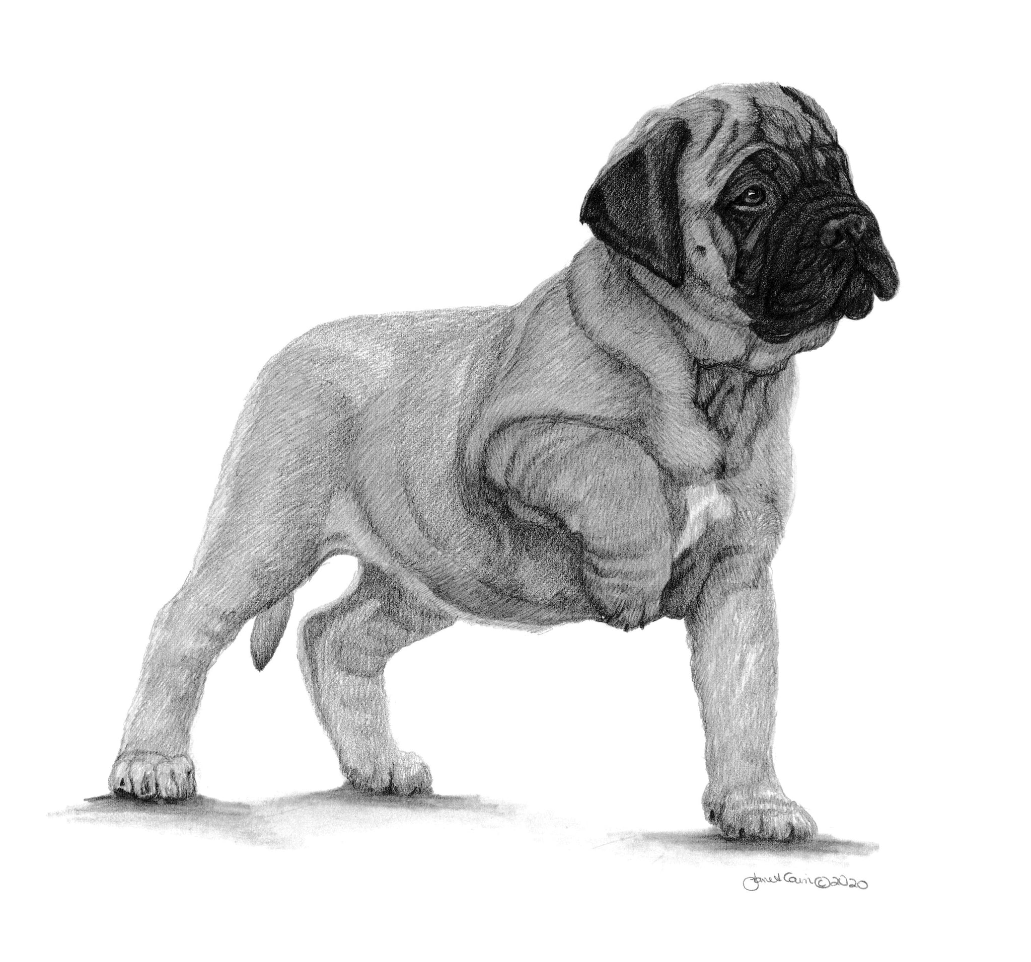 "What's That"  MINIATURE - Bullmastiff