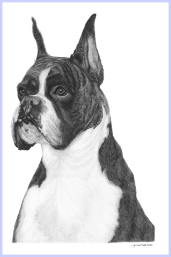 "Majestic" (ORIGINAL) - Boxer