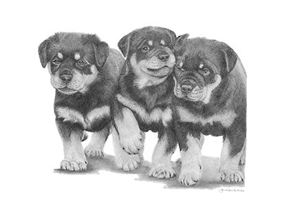"The Trio" (ORIGINAL) - Rottweiler