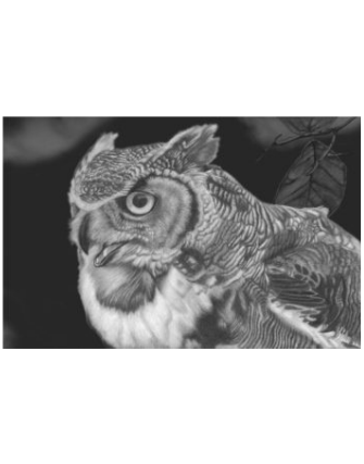 The Great Horned Owl