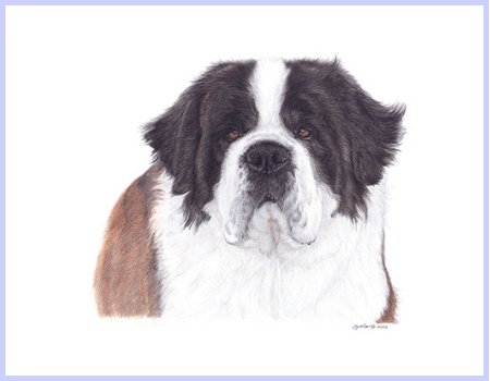 "The Saint Bernard" - Colored (ORIGINAL) - Saint Bernard